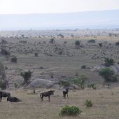  The Serengeti, TZ